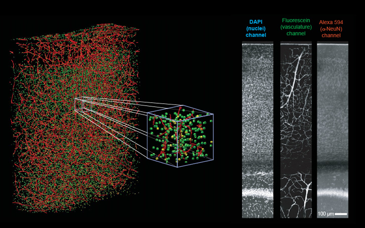 Vessel, Nuclei, and Neurons Labeled