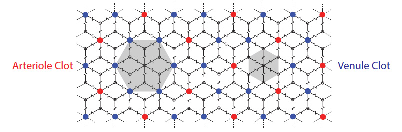 Lattice Model of Vasculature